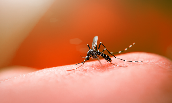 Os exames iniciais não mostraram nenhuma alteração significativa, porém o teste rápido para dengue foi positivo (Foto: Reprodução)