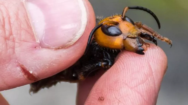 A espécie também significa um risco para os humanos pois suas picadas são extremamente dolorosas e contam com uma potente neurotoxina (Foto: Reprodução)