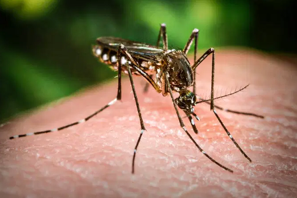 Aedes aegypti: a liberação dos mosquitos será feita durante 16 semanas (Foto: Smith Collection | Getty Images)