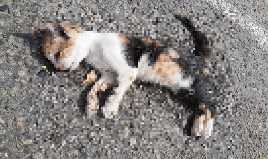 Mais de 10 gatos foram achados mortos no bairro do Inocoop, em Camaçari (Foto: Reprodução)