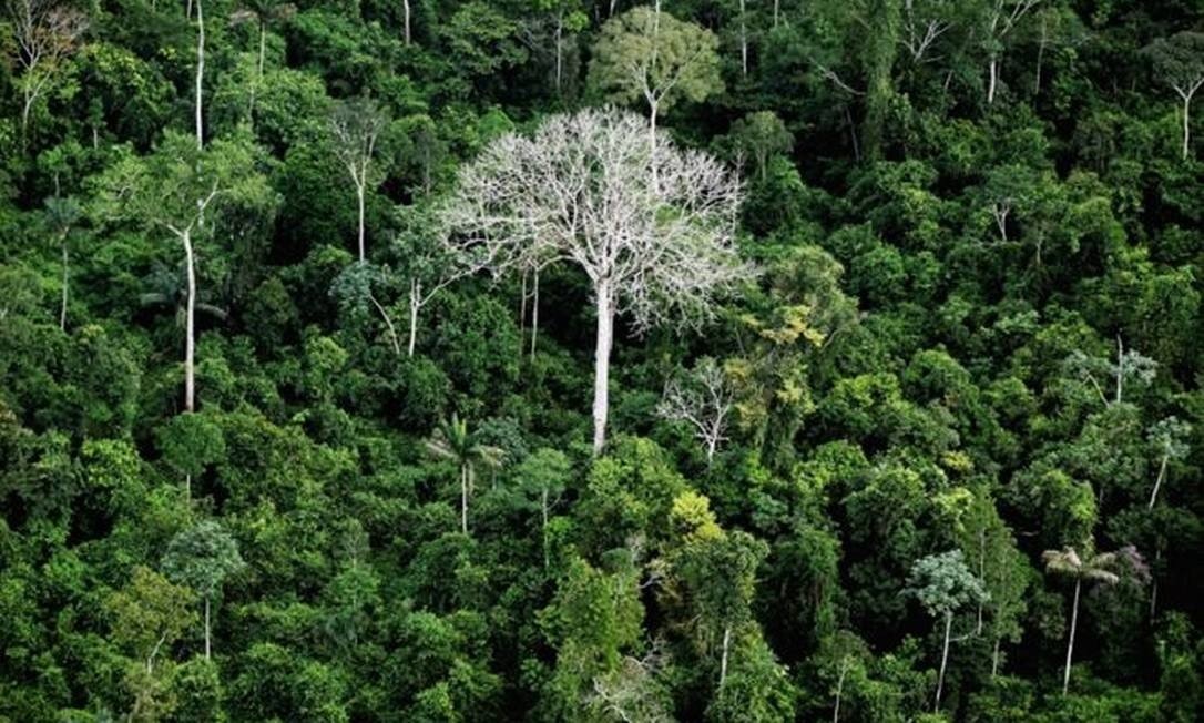Perdas de floresta virgem contabilizadas por relatório podem ser, em muitos casos, a degradação, momento inicial de um processo de desmatamento Foto:Reprodução