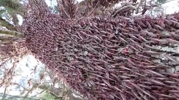 Nuvem de gafanhotos ameaça lavouras no sul do país (Foto: Reprodução)