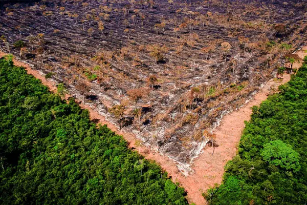 Amazônia: governo Bolsonaro está sendo pressionado para combater o desmatamento da floresta (Foto: Ibama | Divulgação)
