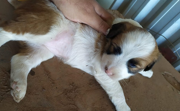 Nas últimas edições da iniciativa, 16 cães e três gatos ganharam uma nova casa (Foto: Divulgação)