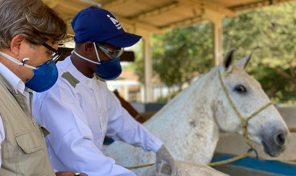 Estudo mostra que soro produzidos por cavalos é até 100 vezes mais potente que vírus (Foto: Reprodução)