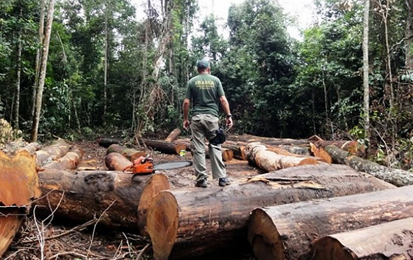 Dados recentes publicados pela revista Science mostram que o desmatamento da Amazônia segue acontecendo de forma acelerada (Foto: Divulgação | Ibama)