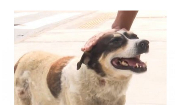 Cachorro Boby espera por dono há três anos (Foto: Reprodução)