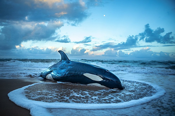 Filhote de orca de duas toneladas estava bastante debilitado e não tinha chances de sobrevivência (Foto: Reprodução)