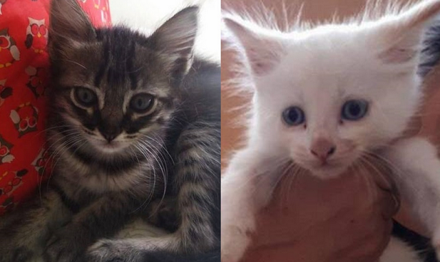 Desde a primeira edição, 30 animais, entre cães e gatos, já foram adotados e ganharam um novo lar (Foto: Reprodução)