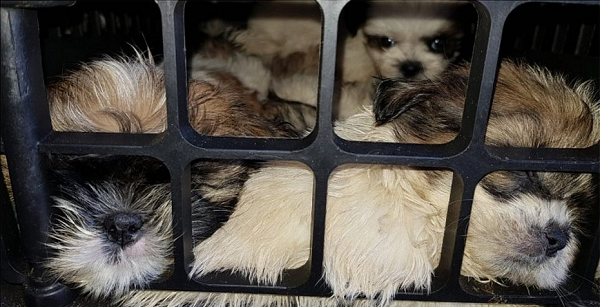 Os animais eram vítimas de maus-tratos e tinham o destino de serem vendidos em pet shops de Salvador, Petrolina e Recife (Foto: Reprodução)