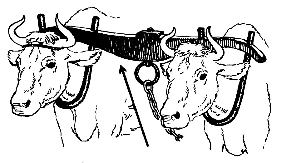 '(...)Como geme o animal! As manadas de gados estão confusas, porque não têm pasto; também os rebanhos de ovelhas estão perecendo'. (Joel 1:18) - Foto: Ilustração Google