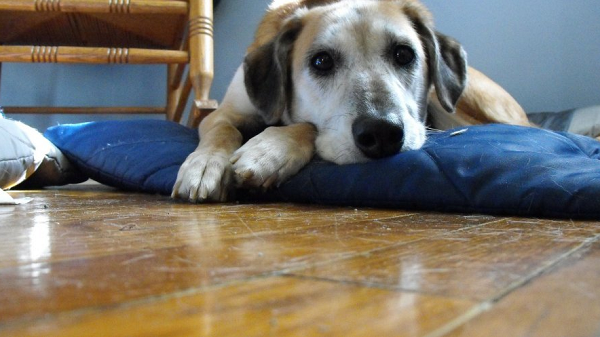 Foi sancionada, no dia 29 de setembro, a lei que aumenta a pena para a pessoa que maltratar animais (Foto: Reprodução)