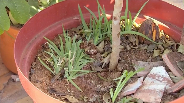 Sementes foram plantadas pela mulher após serem recebidas pelos correios (Foto: TV TEM | Reprodução)