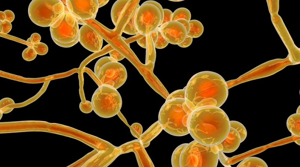 A maioria das infecções por Candida auris documentadas no mundo aconteceram em ambientes hospitalares (Foto: Reprodução)