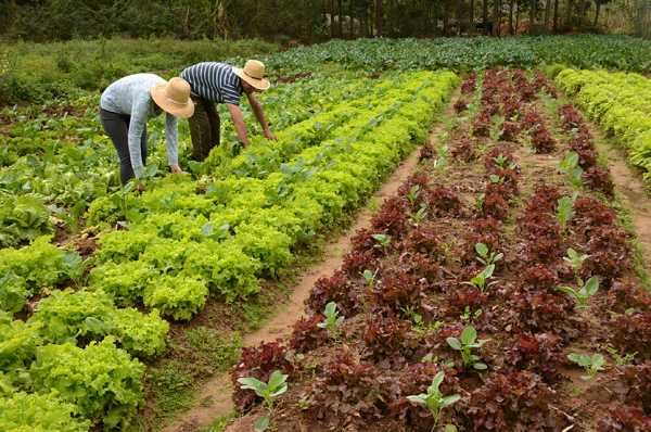 Ao todo, serão 29 unidades produtivas beneficiadas, totalizando cerca de 70 produtores certificados (Foto: Reprodução)