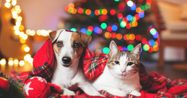 'Natal Sem Fome Pet' tem como objetivo arrecadar ração de cães e gatos para ajudar os animais resgatados por protetores e os que estão em situação rua (Foto: Reprodução)