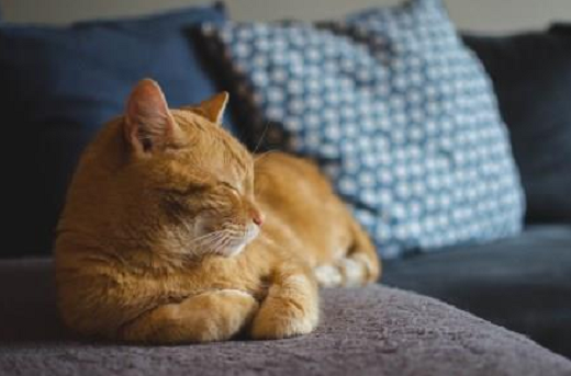 Outros dois gatos que dividem a mesma residência não apresentaram sintomas (Foto: Reprodução)