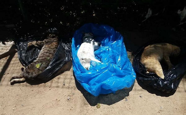 Os moradores providenciaram a necrópsia de oito corpos e a causa da morte foi identificada como envenenamento por chumbinho (Foto: Reprodução)