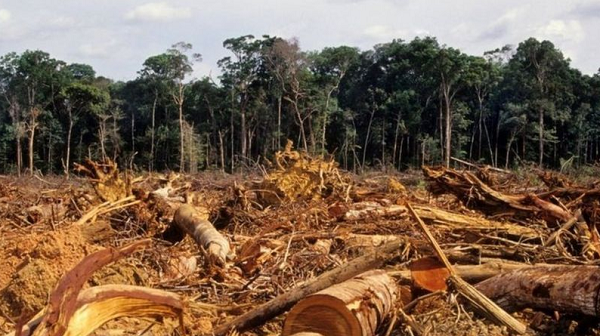 Desmatamento na Amazônia atingiu em 2020 o maior índice dos últimos 12 anos (Foto: Reprodução)