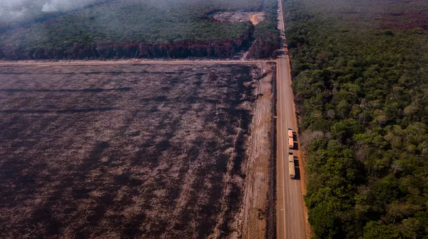 Área da Floresta Amazônica queimada às margens da BR-163 no Pará (Foto: Gustavo Basso)