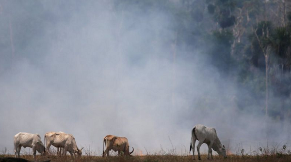 Gado pastando em um campo atingido por um incêndio que queimou uma área da floresta amazônica derrubada por fazendeiros, em Rio Pardo, Rondônia (Foto: REUTERS/Ricardo Moraes)