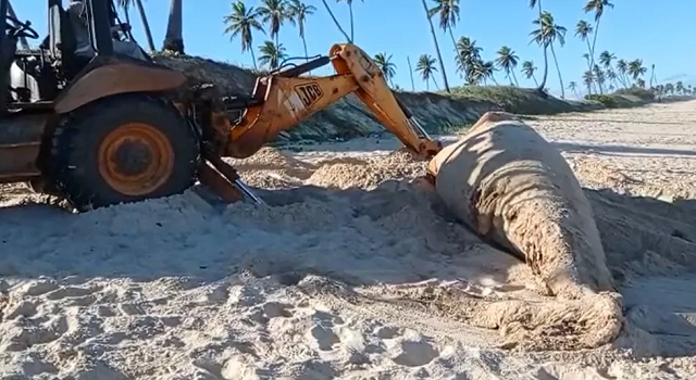 Filhote de baleia jubarte encontrado morto pesava duas toneladas (Foto: Reprodução)