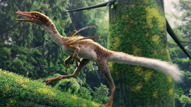 Ubirajara jubatus, primeiro dinossauro não aviário encontrado com penas preservadas na América Latina (Ilustração por Márcio L. Castro)
