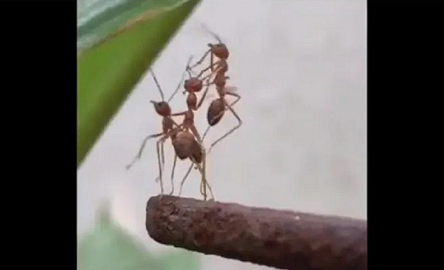 Vídeo se tornaram um viral instantâneo, com quase 5 milhões de visualizações em dois dias (Foto: Reprodução)