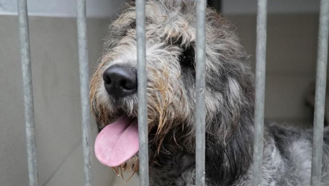 Donos de Maggie fingiram que encontraram a cadelinha na rua (Foto: Hope Rescue)