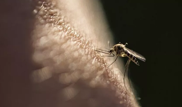 Mosquito que transmite a malária, doença que ainda mata 400 mil pessoas por ano no mundo (Foto: Getty Images)