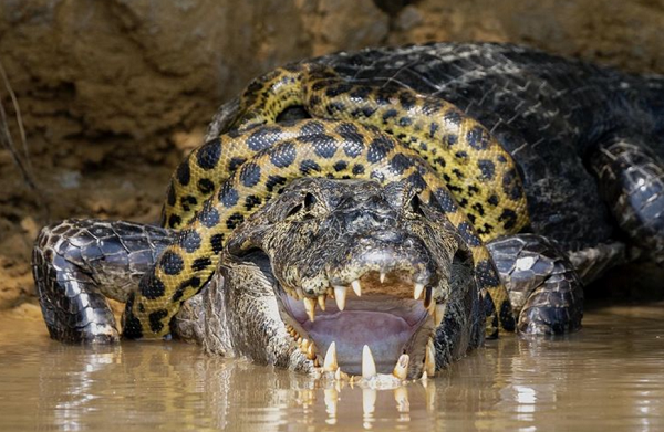 A cobra gigante tentava matar o seu rival para poder comê-lo (Foto: Reprodução)