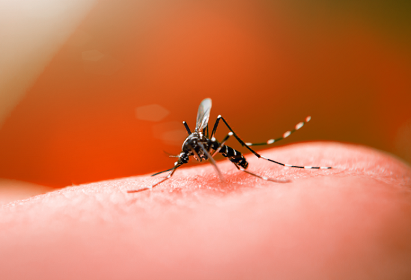 Sesau alerta para um possível surto de infecções relacionadas ao mosquito Aedes Aegypti (Foto: Reprodução)