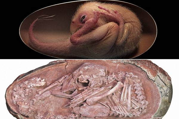 Animal estava se preparando para sair do ovo e pertencia a um dinossauro terópode desdentado ou oviraptorossauro (Foto: Reprodução)