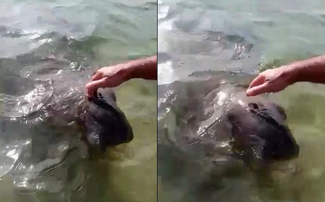 O animal, que está ameaçado de extinção, foi encontrado por pescadores preso em uma rede de pesca (Foto: Reprodução)