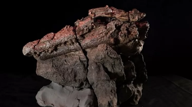 Crânio confractosuchus sauroktonos relativamente bem preservado (Foto: Divulgação/Australian Age of Dinosaurs Museum)