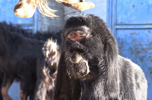 Pecuarista encontra cabrito ciclope no meio de seu gado caprino na Turquia (Foto: Newsflash via Daily Star)