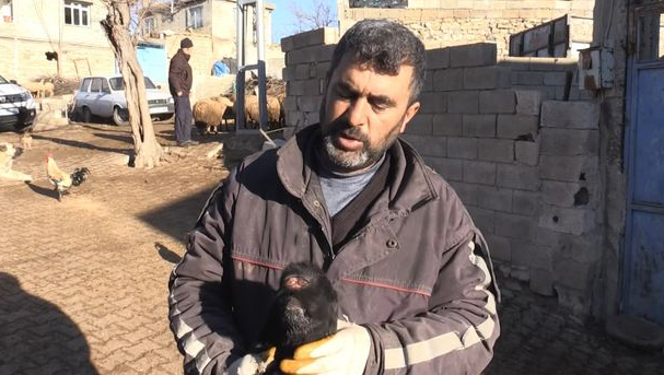 Ahmet Kartal, que cria animais há 25 anos, disse nunca ter visto nada como o cabrito ciclope (Foto: Newsflash via Daily Star)