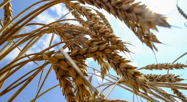 Fornecimento de trigo vindo da Rússia e da Ucrânia representa quase 30% do comércio mundial da commodity (Foto: REUTERS/Vincent Mundy)