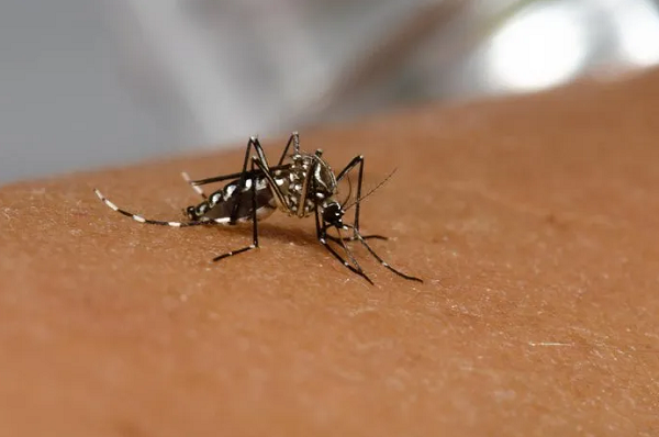 Até o momento, são 184 casos de dengue para cada 100 mil habitantes neste ano (Foto: Raquel Portugal/Fiocruz Imagens)