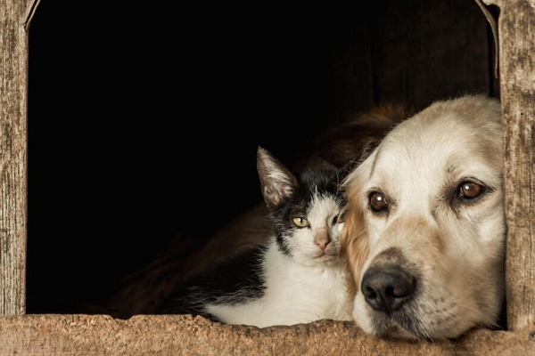 Barulho de fogos pode causar traumas em animais domésticos (Foto: Divulgação)