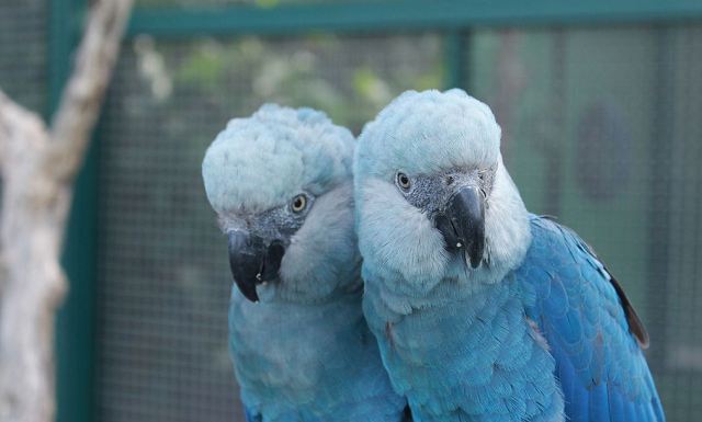 Agora, mais de 20 anos de ser declarada extinta na natureza, as ararinhas voltarão a voar pela caatinga brasileira (Foto: Reprodução/Agência Brasil)
