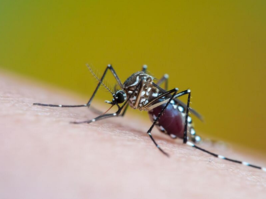 Pesquisas apontaram que as axilias de humanos com dengue havia mais acetofenona que as de pessoas saudáveis (Foto: AFP)