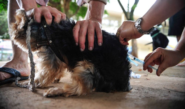 Vacinação animal será antecipada no Distrito Federal após confirmação de raiva humana (Foto: Reprodução/Agência Brasil)