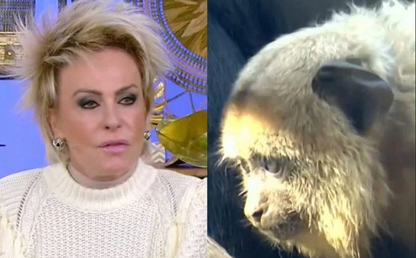 A cena de uma família de macacos foi exibida em VT logo depois de Ana Maria falar sobre racismo e anunciar a matéria sobre o caso (Foto: Reprodução) A cena de uma família de macacos foi exibida em VT logo depois de Ana Maria falar sobre racismo e anunciar a matéria sobre o caso (Foto: Reprodução)