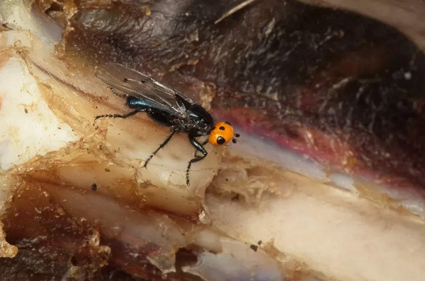 Mosca carnívora considerada extinta há 186 anos é encontrada na França (Foto: Divulgação)