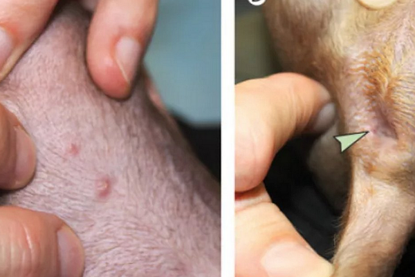 Acredita-se que o animal tenha sido infectado a partir dos donos (Foto: Reprodução) Acredita-se que o animal tenha sido infectado a partir dos donos (Foto: Reprodução)