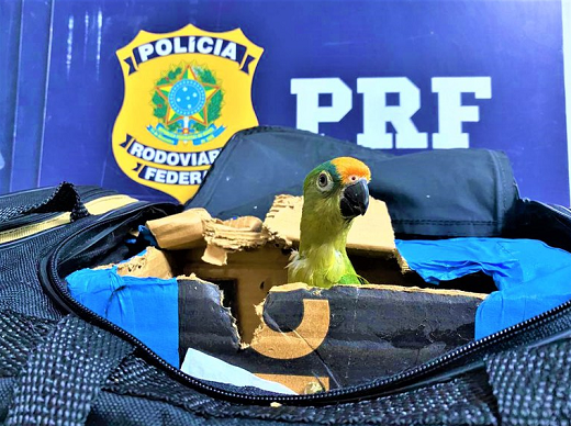 É crime ambiental a caça predatória, o tráfico e a criação ilegal de animais silvestres (Foto: Divulgação/PRF)