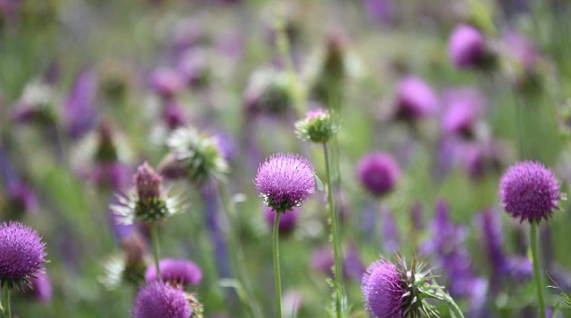 A transição entre o inverno e o verão tem início com o equinócio de primavera (Foto: Getty Images)