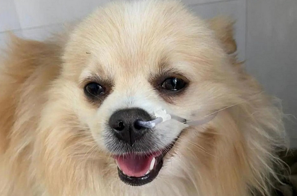 Todos os cachorros que passaram mal são até o momento de porte pequeno (Foto: Reprodução)