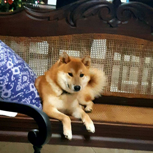 Shiro apresentou um sério quadro de depressão (Foto: Arquivo Pessoal)